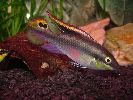 Pelvicachromis Pulcher