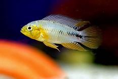 Apistogramma borelli