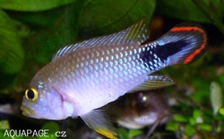 Apistogramma pandurini