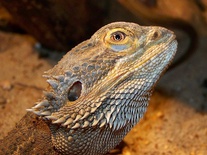 Pogona