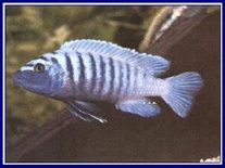 PSEUDOTROPHEUS ZEBRA