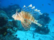 Pterois volitans