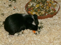 Cavia comune