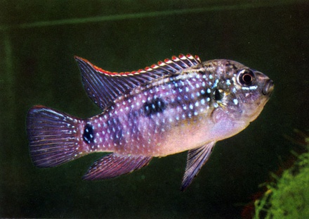 Anomalochromis thomasi