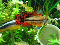 Apistogramma cacatuoides