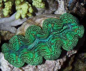 Tridacna