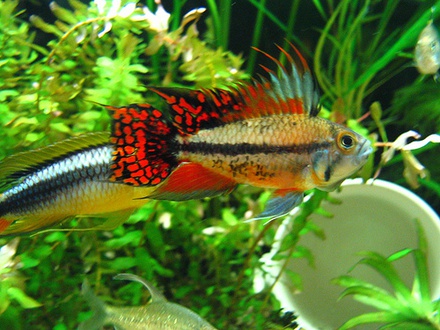 Apistogramma cacatuoides