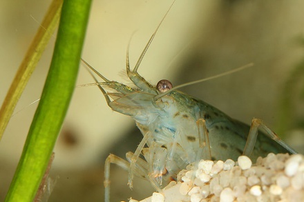 Caridina Japonica