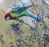 Rosella comune